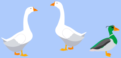 A picture of two geese and one duck.